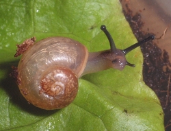 Helix pomatia baby