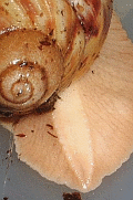 Archachatina tail
