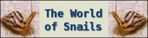 World of Snails banner