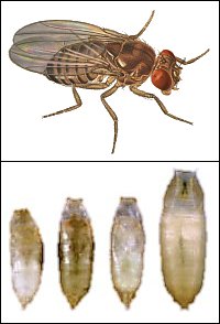 Drosophilid fly