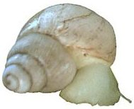 Iredalei shell damage
