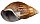 Achatina fulica shell