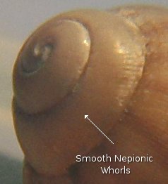 Nepionic whorls