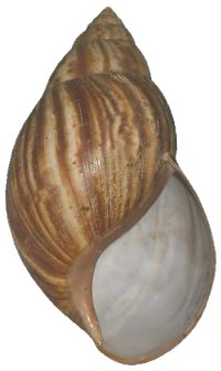 Immaculata shell