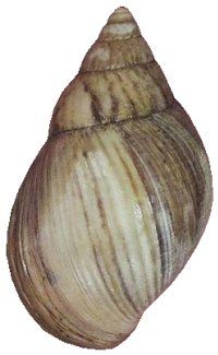 Panther brown-form shell