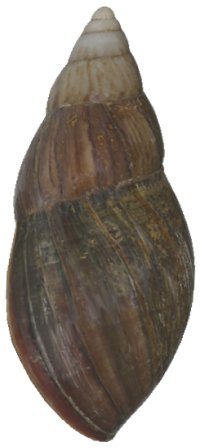 Small-form shell side