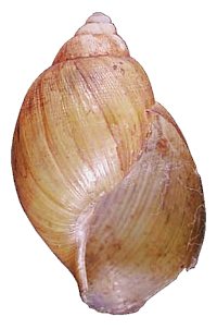 Nyikaensis shell