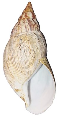 Reticulata shell