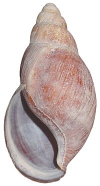 Bicarinata shell