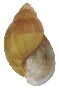 Dimidiata shell