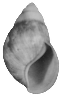 Candefacta shell