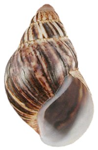 Marginata shell