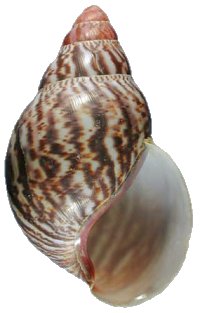 Suturalis shell