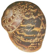 Helix aspersa shell