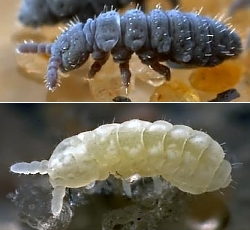 Collembola