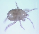 Hypoaspis aculeifer