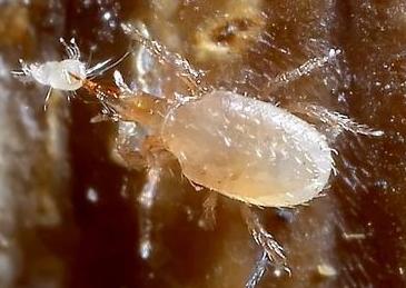 Hypoaspis eating a mold mite