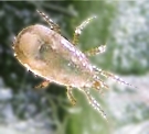 Neoseiulus cucumeris