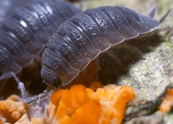 Porcellio scaber