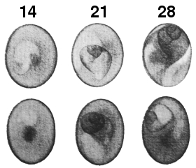 Snail egg development