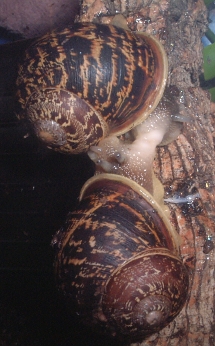 Helix aspersa mating