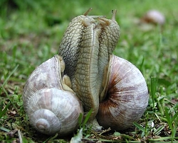 Helix pomatia mating ritual