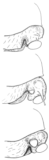 Diagram of Archachatina marginata laying eggs