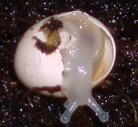 Lignus intertinctus hatching