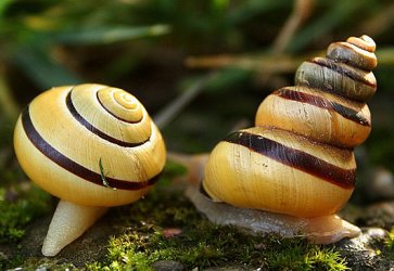 Scalariform snail