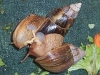 Mating Sequence 6
