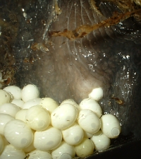 Achatina achatina laying eggs