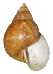 Umbilicate shell