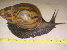 Achatina achatina 1