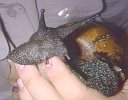 Achatina achatina 7