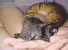 Achatina achatina 8