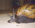 Achatina achatina 9