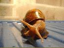 Achatina fulica 2