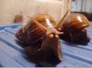 Achatina fulica 3