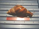 Achatina fulica 7