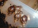 Achatina fulica 9