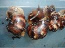 Achatina fulica 10