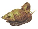 Achatina fulica 15