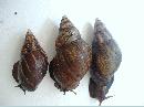 Achatina fulica 16