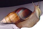 Achatina glutinosa 1