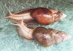 Achatina glutinosa 4