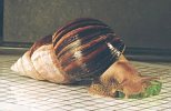 Achatina glutinosa 5