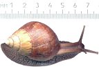 Achatina glutinosa 10