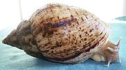 Achatina reticulata 2