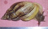 Achatina reticulata 3