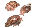 Achatina smithii 1